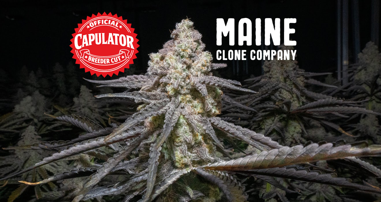 MAC 1 clones from Maine Clone Company