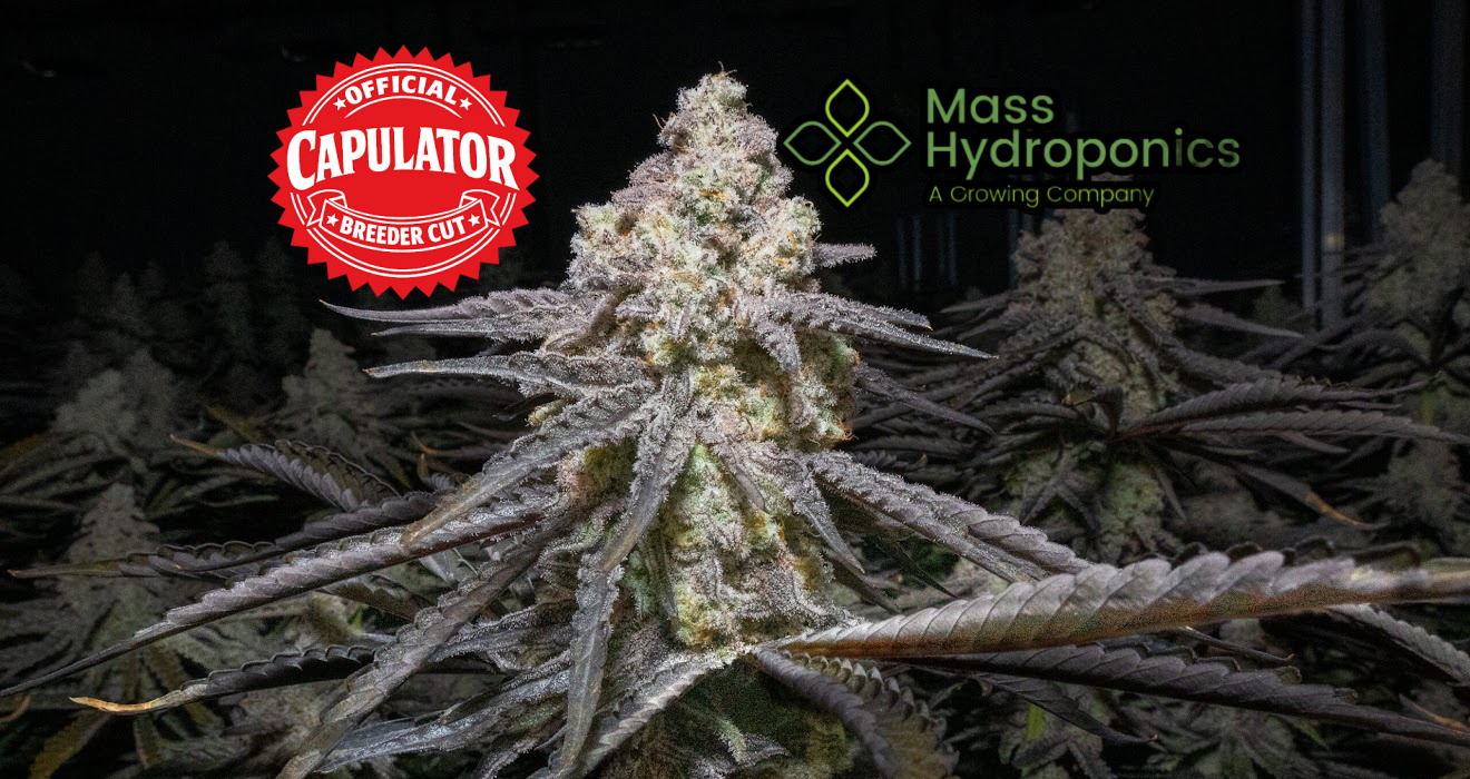 MAC 1 clones from Mass Hydro