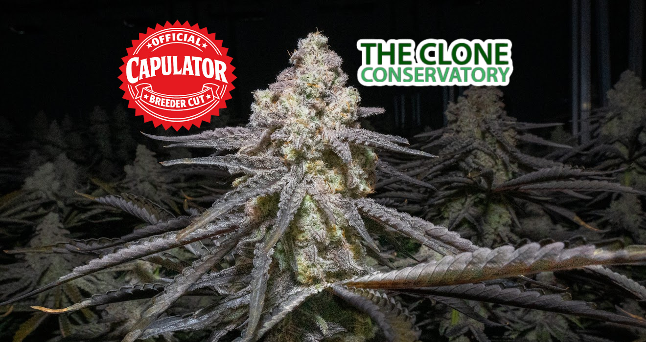 MAC 1 clones from The Clone Conservatory